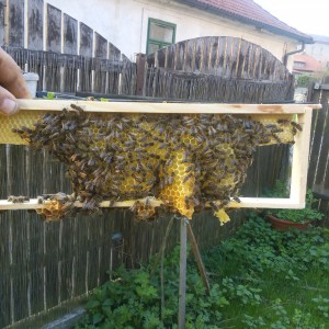 Včely na plástu